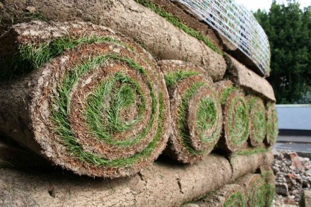 Trawnik z rolki jest często wybierany, ponieważ efekty są natychmiastowe (fot. pixabay.com)