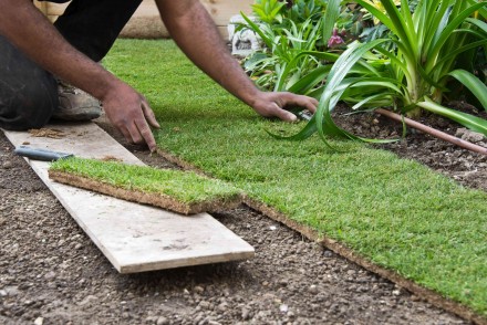 Trawnik z rolki możemy rozkładać przez cały sezon wegetacyjny (fot. AdobeStock)